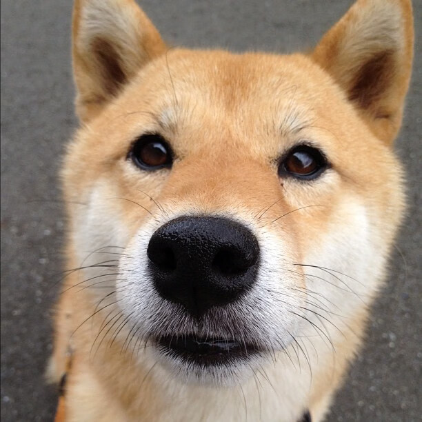 北欧风暴席卷红牛竞技场,丹麦力量如何连续施压锁定欧冠淘汰赛胜局