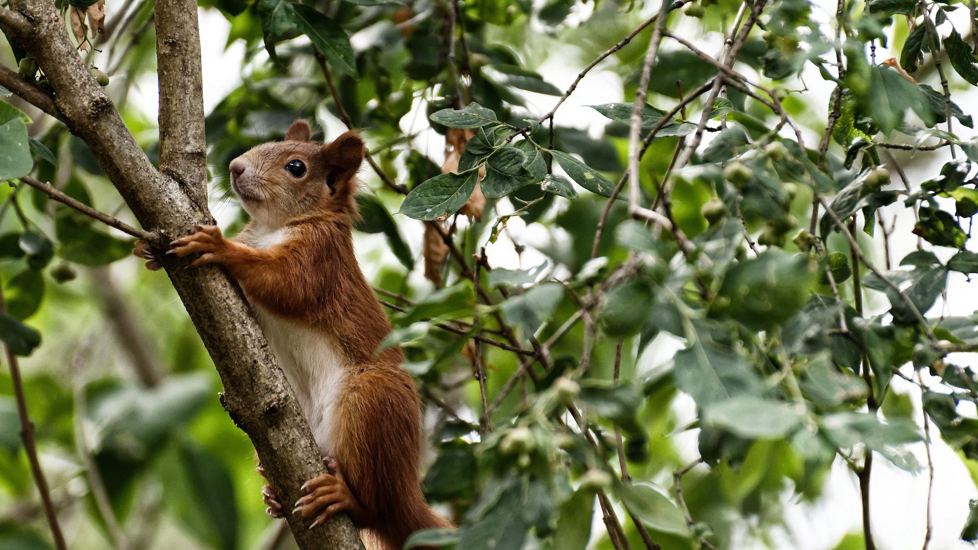猛龙绝杀鹈鹕，克莱在2026世界杯接管比赛，跨越时空的传奇瞬间
